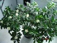 6种室内植物花草的作用