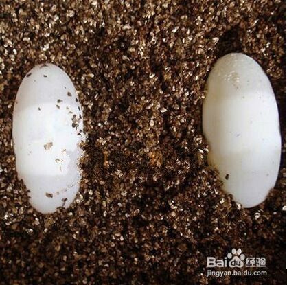 蜥蜴蛋怎么孵化 百度经验 蜥蜴蛋怎么孵化 百度经验