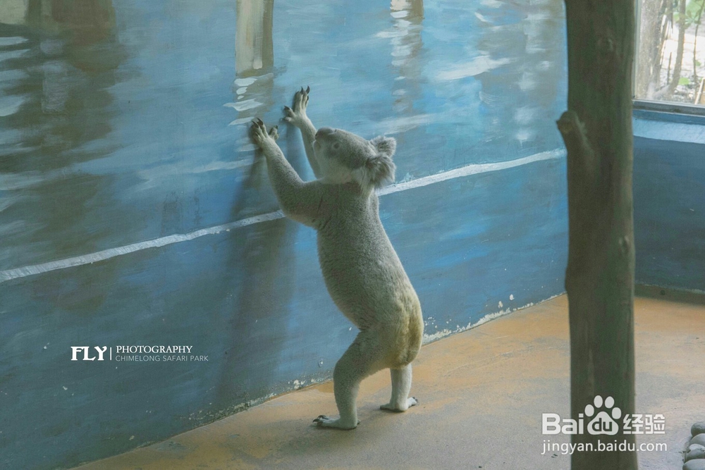 广州长隆野生动物世界攻略