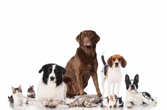 选宠物美容学校的几个建议