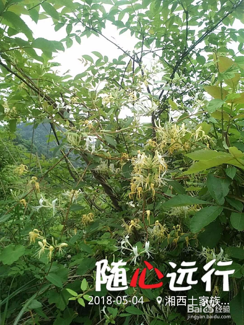 鸣凤山野美食集锦