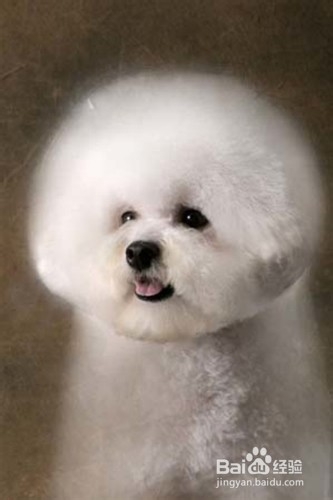 购买比熊犬的购买要点