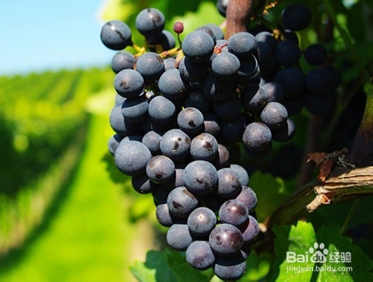 肝排毒不好怎么调理？入夏前抓紧时间给肝排毒！