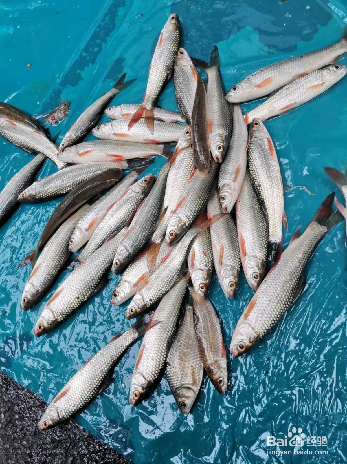 香酥愣子鱼的做法