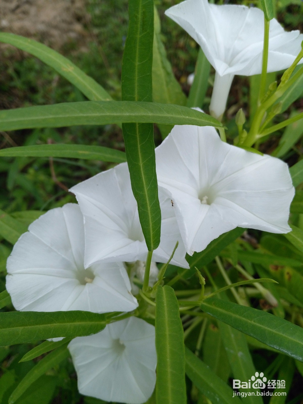 拍照对角线构图的方法