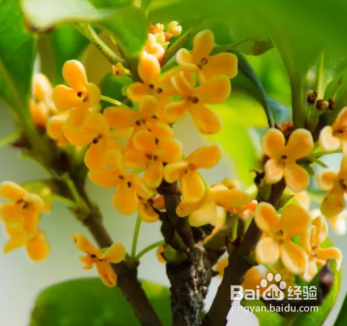 桂花怎么做成香包