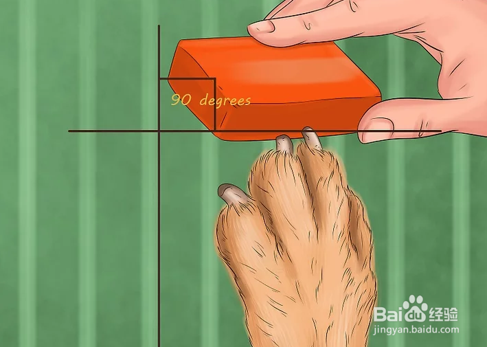 如何给狗狗的趾甲床止血