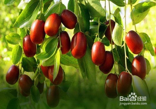 怎么做红枣批发