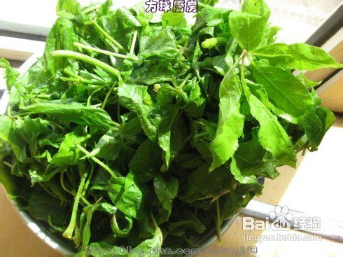 帮你赶走失眠的凉拌刺五加---附六款野菜的做法