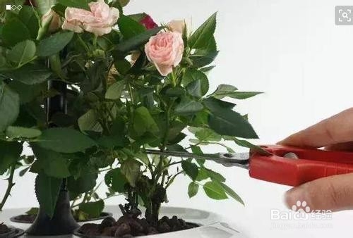 玫瑰花修剪方法