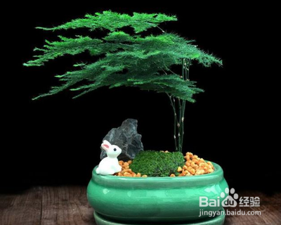 文竹的养殖方法和注意事项