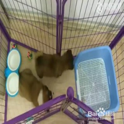 柴犬不喜欢上厕所怎么办
