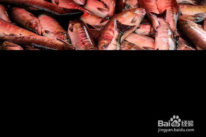 如何挑选大马哈鱼