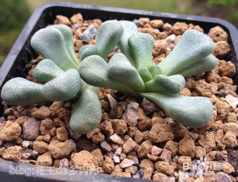 夹心饼干法 搭配多肉用土 百度经验