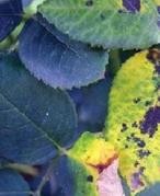 怎样防治月季黑斑病