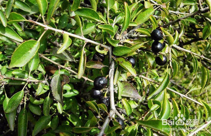 怎么在山上识别麻梨木