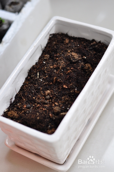 【孕期食谱】番茄烧排骨做法,秘制番茄烧排骨