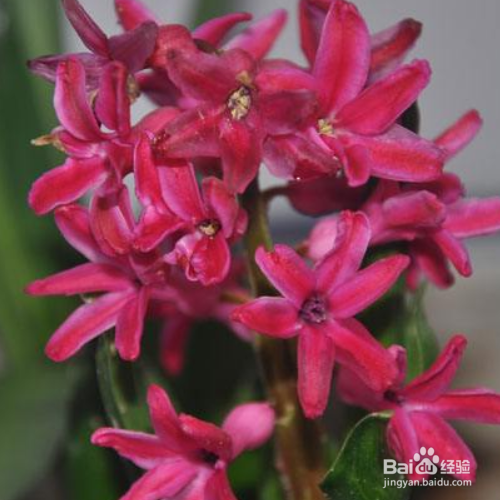 风信子谢了还会再开吗？