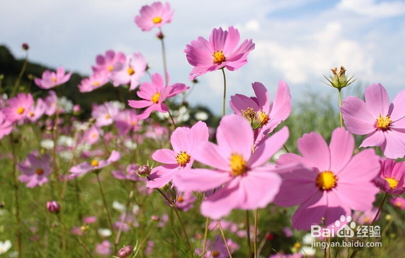 4种容易种容易开花的植物