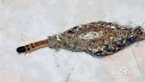 衣蛾幼虫的窝怎么找 百度经验 衣蛾幼虫的窝怎么找 百度经验