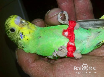 虎皮鹦鹉的脚流血了止不住怎么办