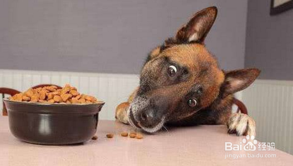 狗狗几岁开始衰老，衰老的表现有哪些？