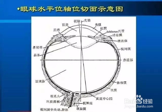 几种常见眼病B超图谱及诊断