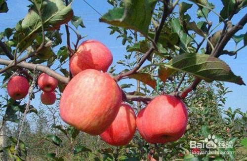 苹果膨果增甜的施肥要点和膨果增甜的管理要点