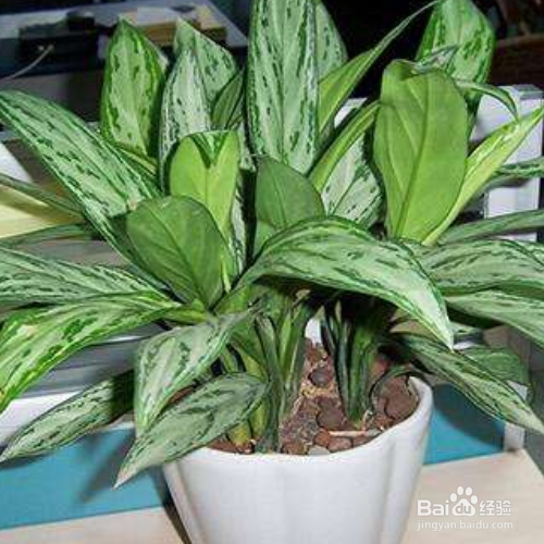 银皇后叶子发黄怎么办