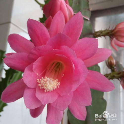 鱼骨令箭荷花的养殖方法和注意事项