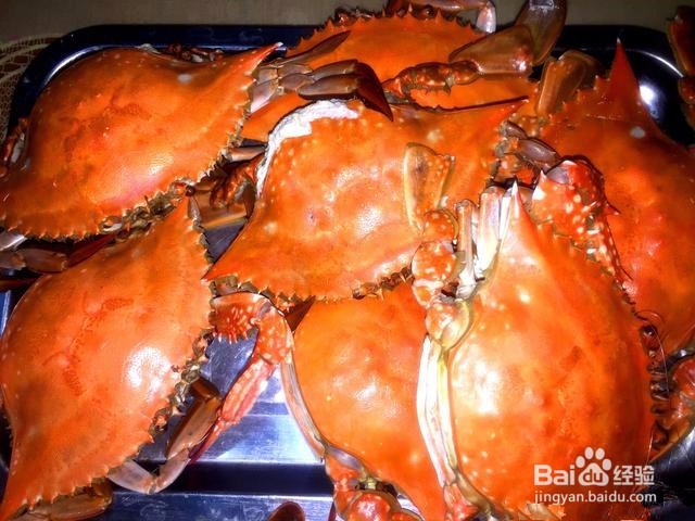 梭子蟹怎么看肥不肥