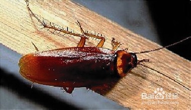 消灭蟑螂的妙招