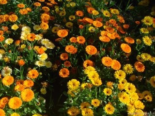 如何栽植和养护金盏菊?