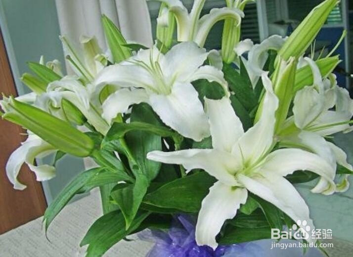如何在花瓶中养百合花