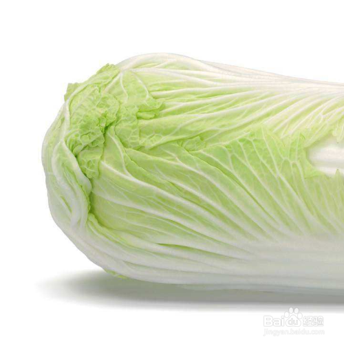 大白菜移栽时间和方法