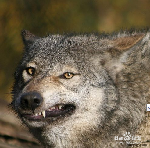 学习狼生存的哲学
