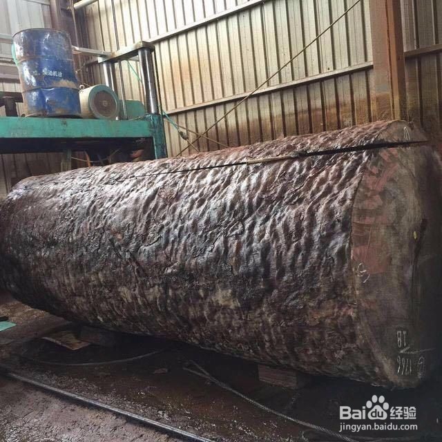 红木老师傅现场处理3400年非洲树王