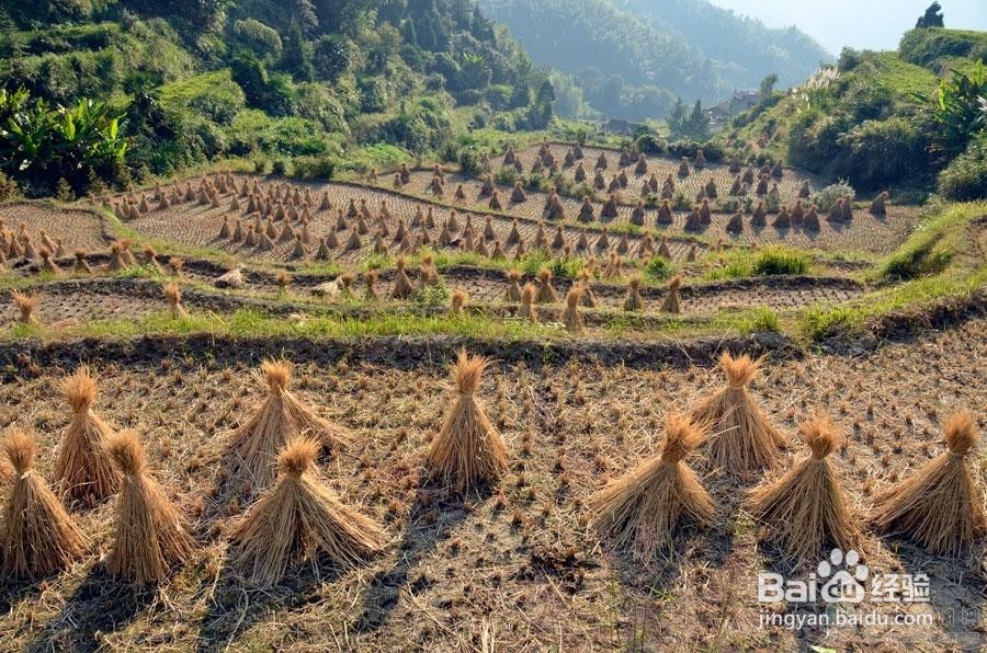 国庆过后，到长沙乡村怎样找农村人的乐子！！！