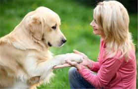 如何高效率地训练狗狗