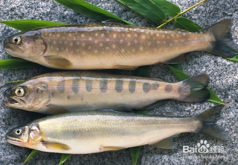 有哪些方法可以保鲜鱼类