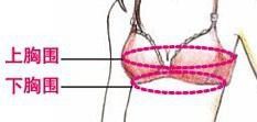 怎么确定自己穿多大的内衣尺码
