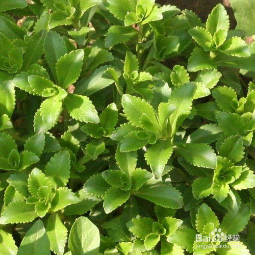 费菜的培育方法和注意事项