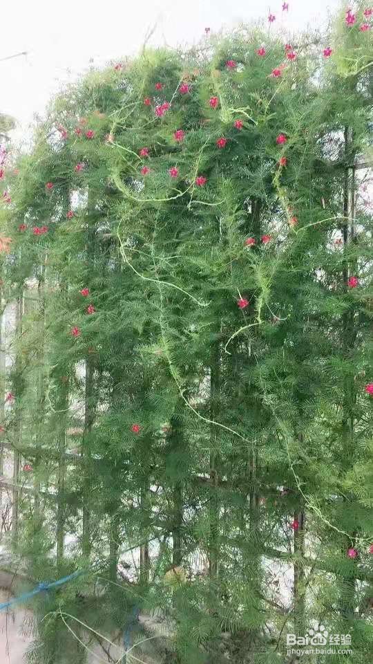 3种花长得像文竹,比文竹还好看好养