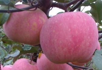 冬天吃苹果的功效