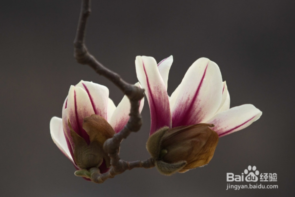 望春玉兰繁殖的操作方法