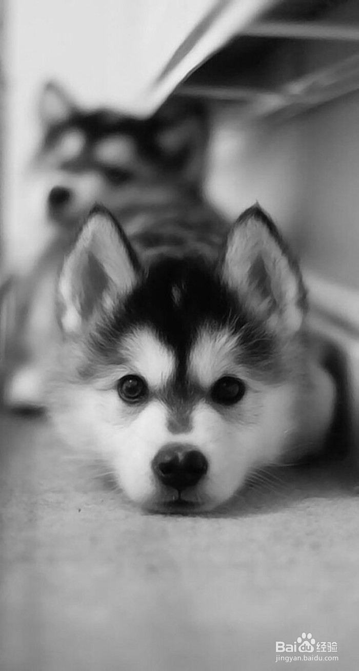 如何来选择宠物美容学校呢