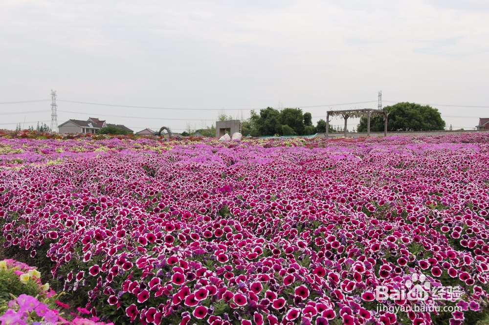 上海旅游攻略之周浦花海