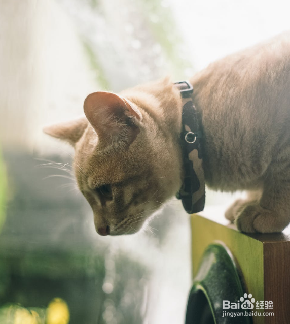 上班族怎么养猫?