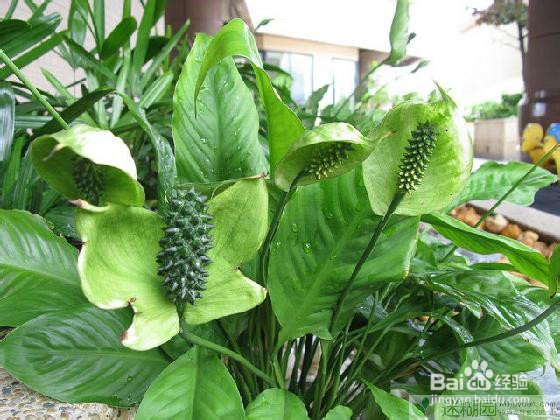 黄秋葵的种植方法之七步种植技巧分享