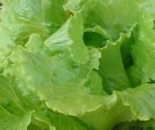 干性皮肤食物面膜